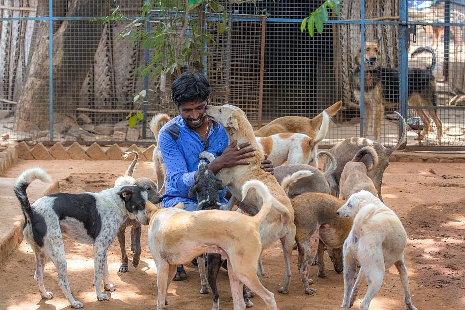 Rescue,Love,Save-1000's of Suffering Animals.India