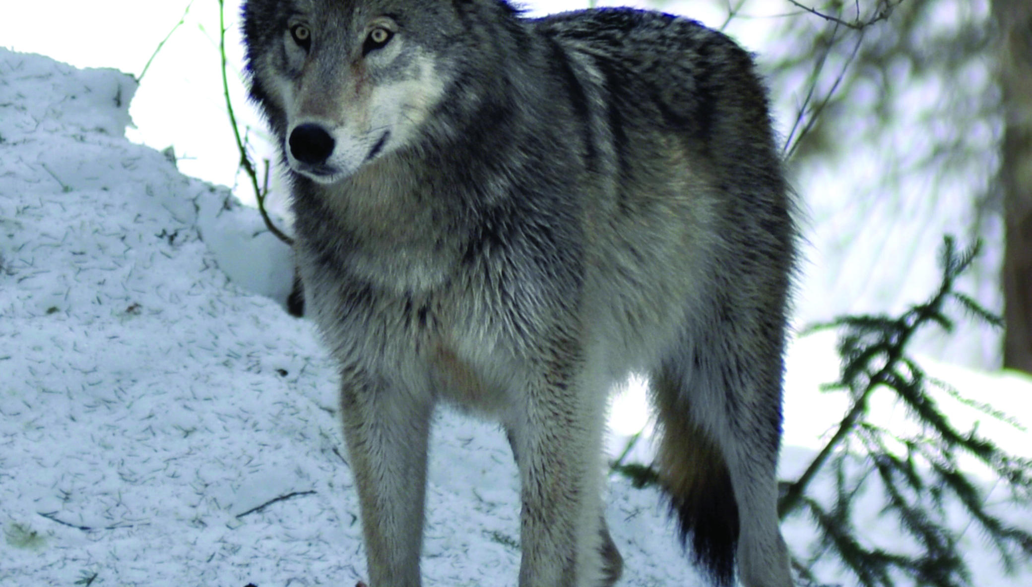 Restoring Fire, Wolves, and Elk in the Rockies