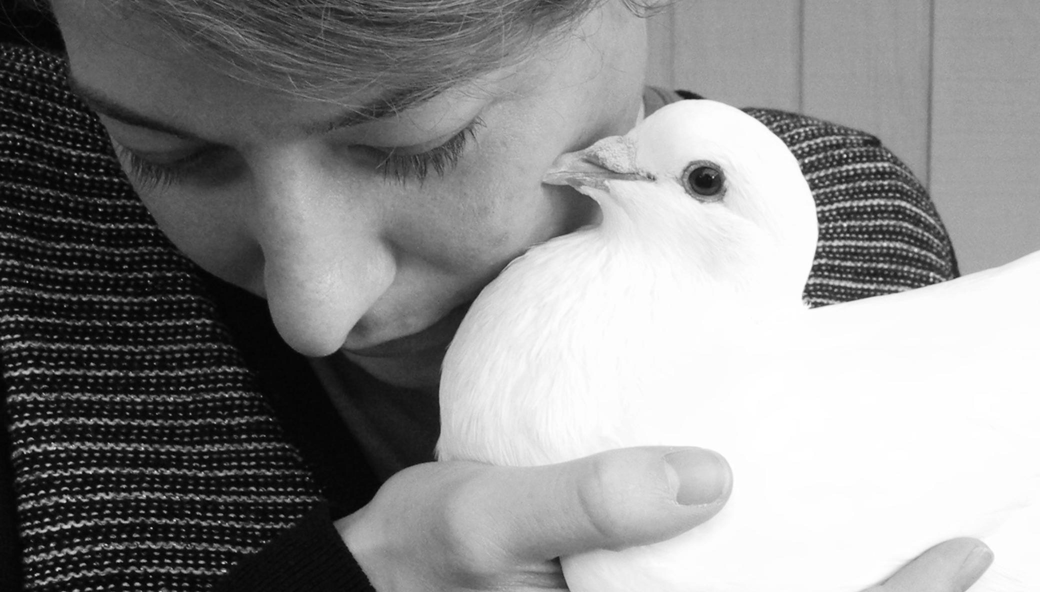 Save the Lives of Domestic Pigeons & Doves