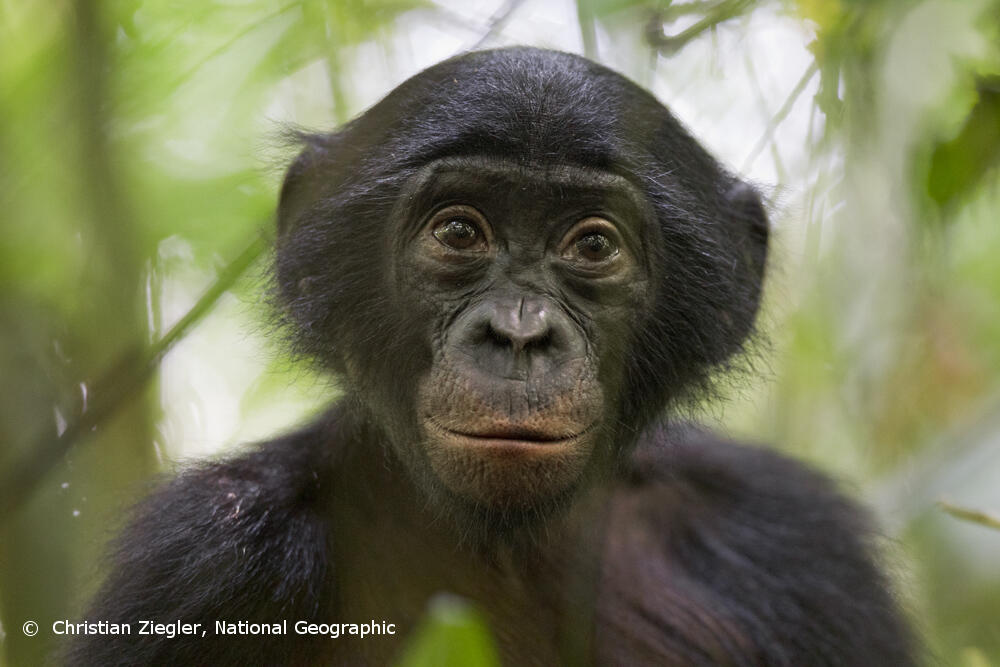 Save Endangered Bonobos in the Congo Rainforest