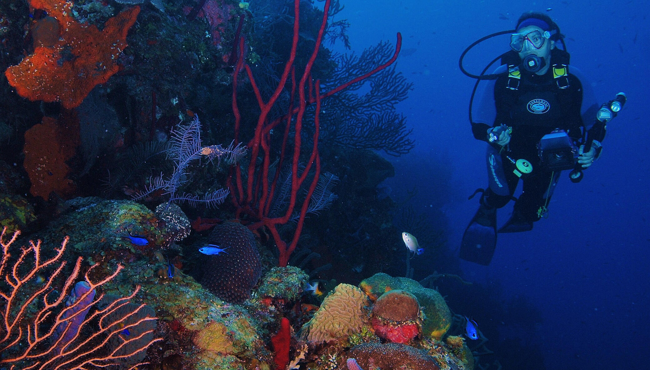 Save Mexico's Coral Reefs!