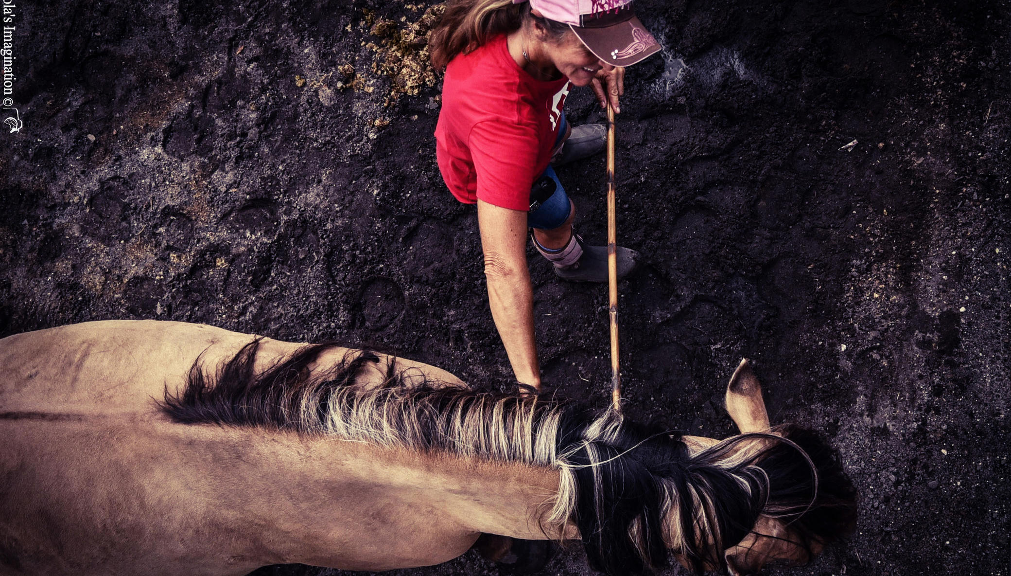 Save a Horse: Rescue and Rehabilitate Mustangs