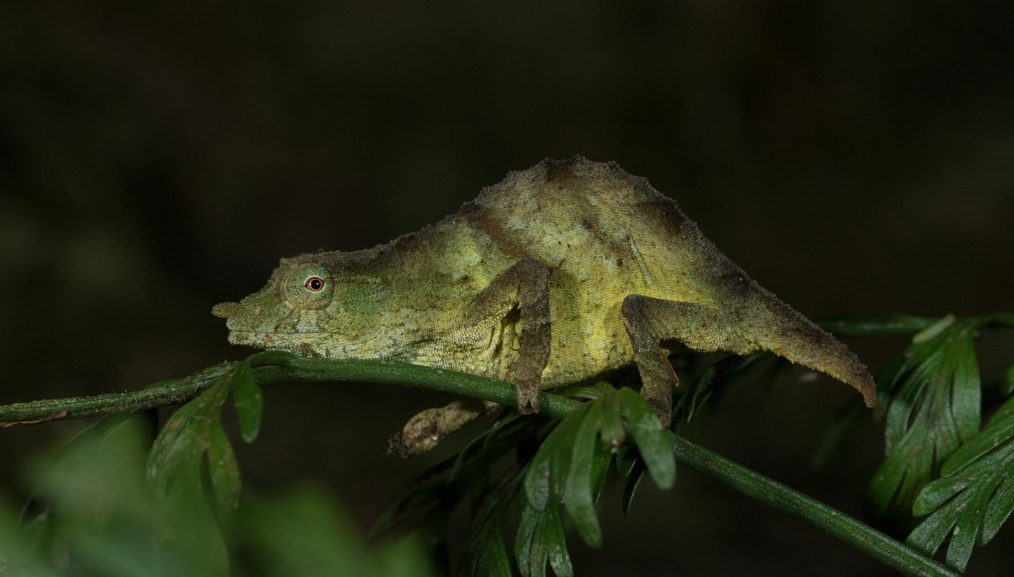 Saving the Chapman pygmy chameleon from extinction