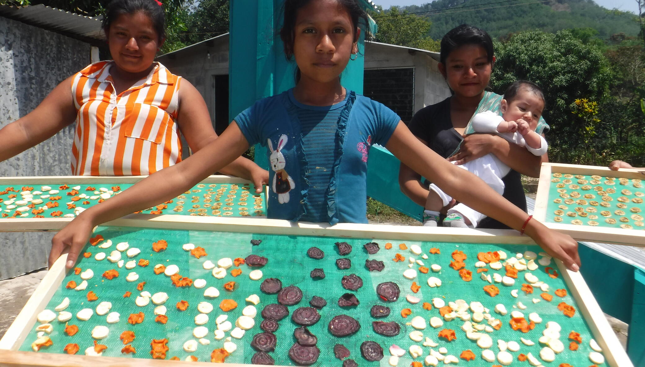 Solar Fruit Dehydrators for MicroEntrepreneurs