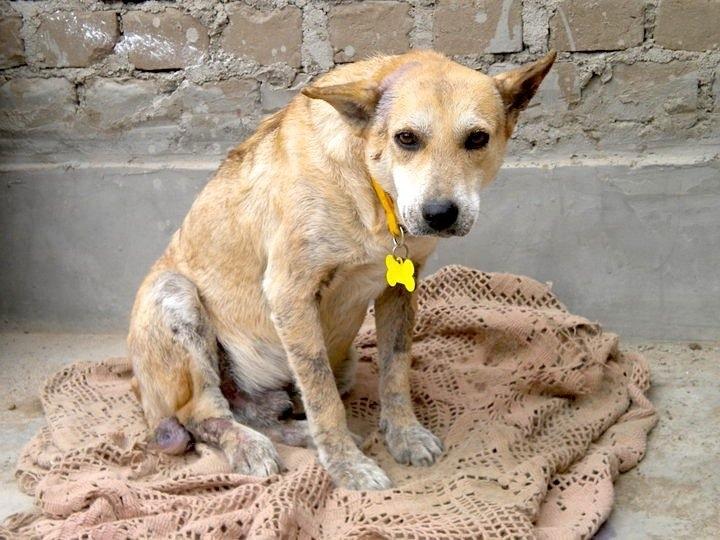 Spay & Neuter street dogs of Huanchaco, Peru