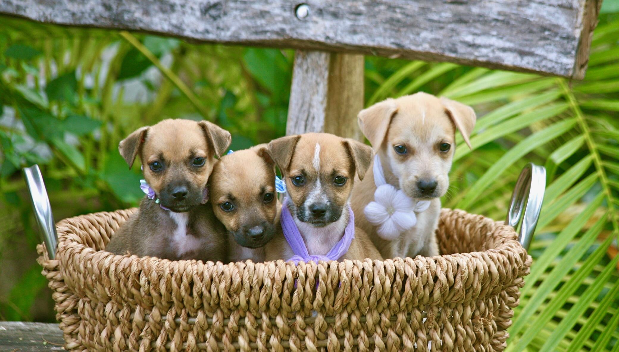 Spay/Neuter 2,000 Stray Dogs & Cats in The Bahamas