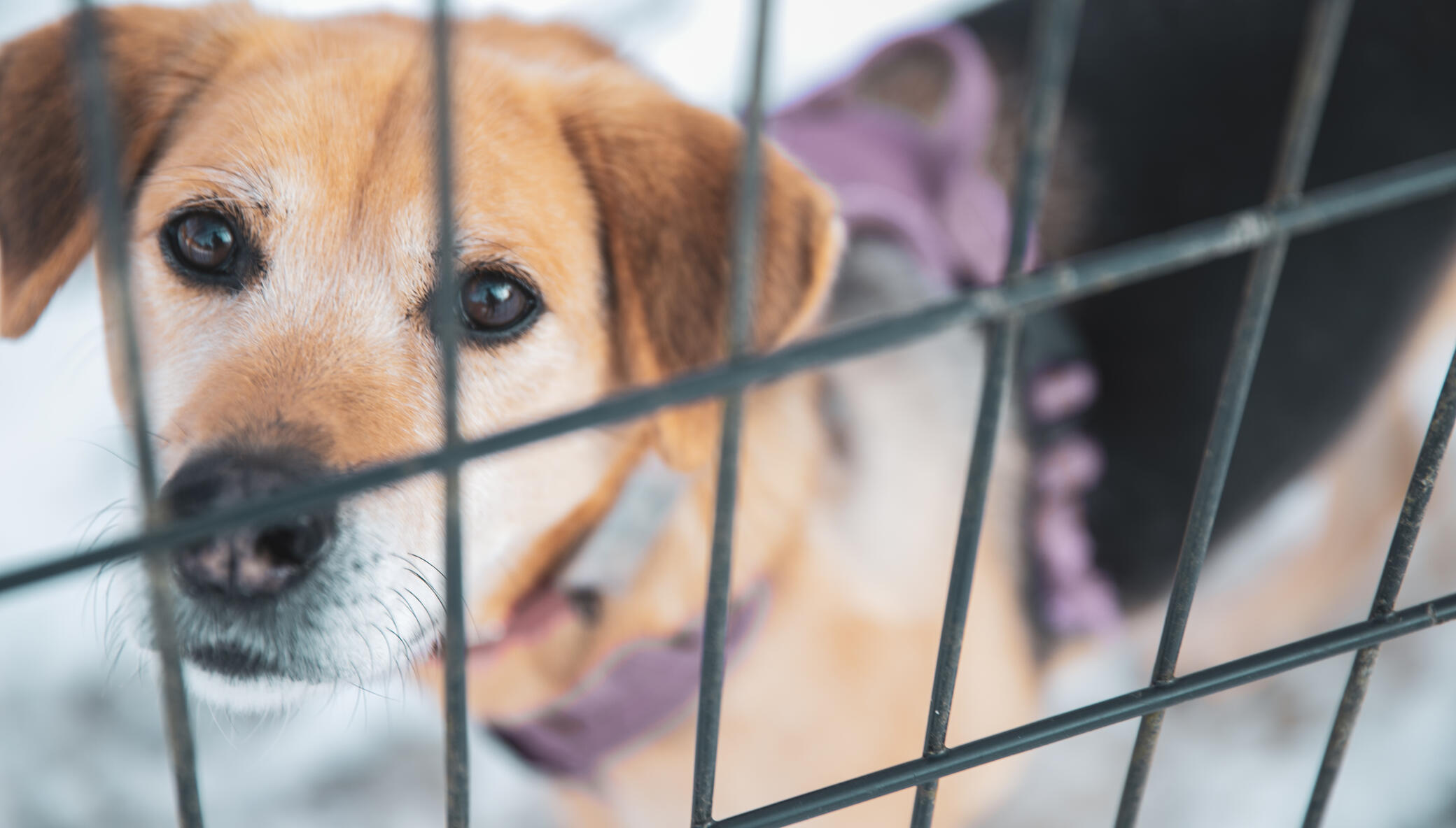 Stop The Killing of Dogs & Cats in Japan