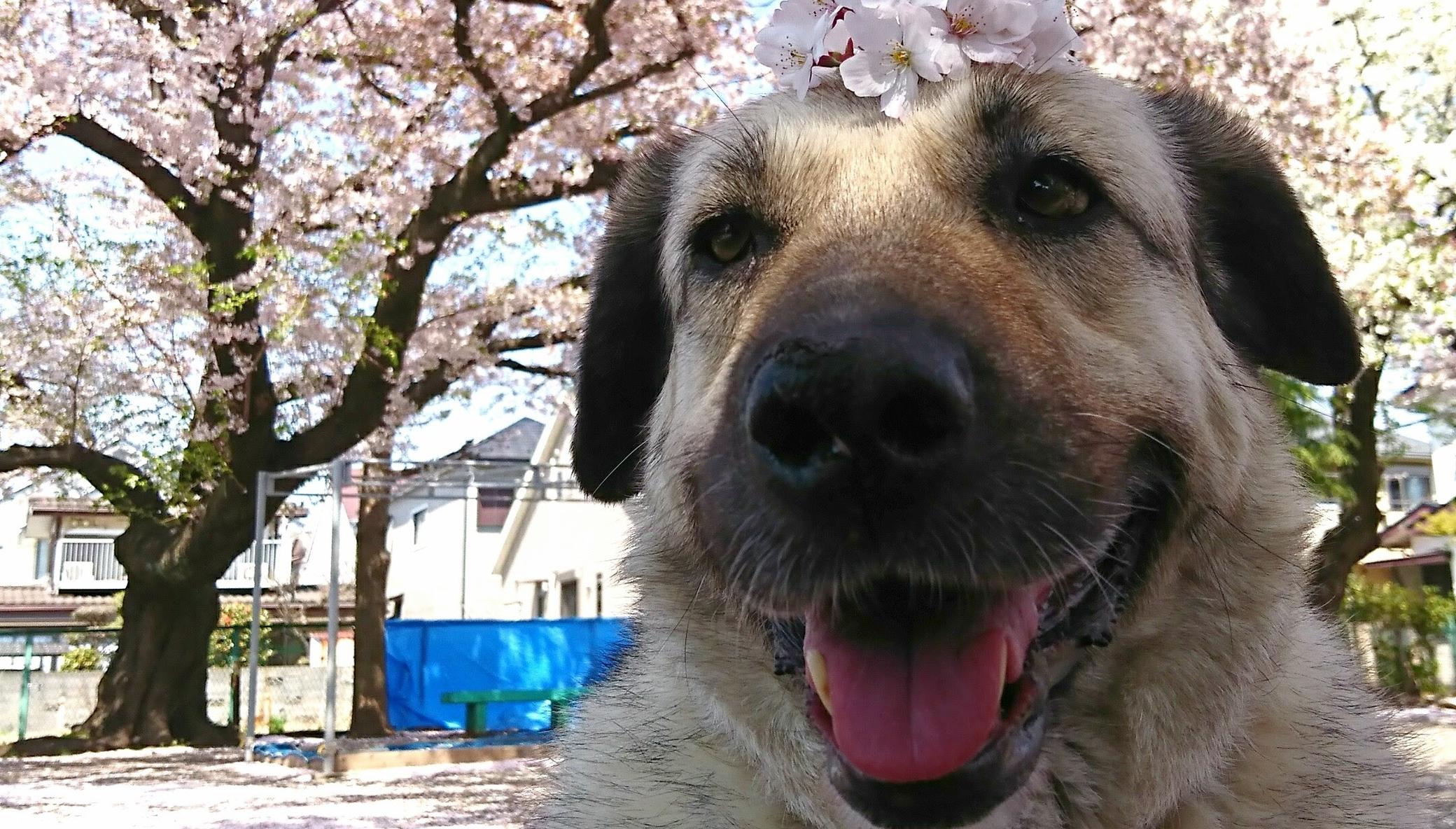 Stray Dogs become "Therapy Dogs"