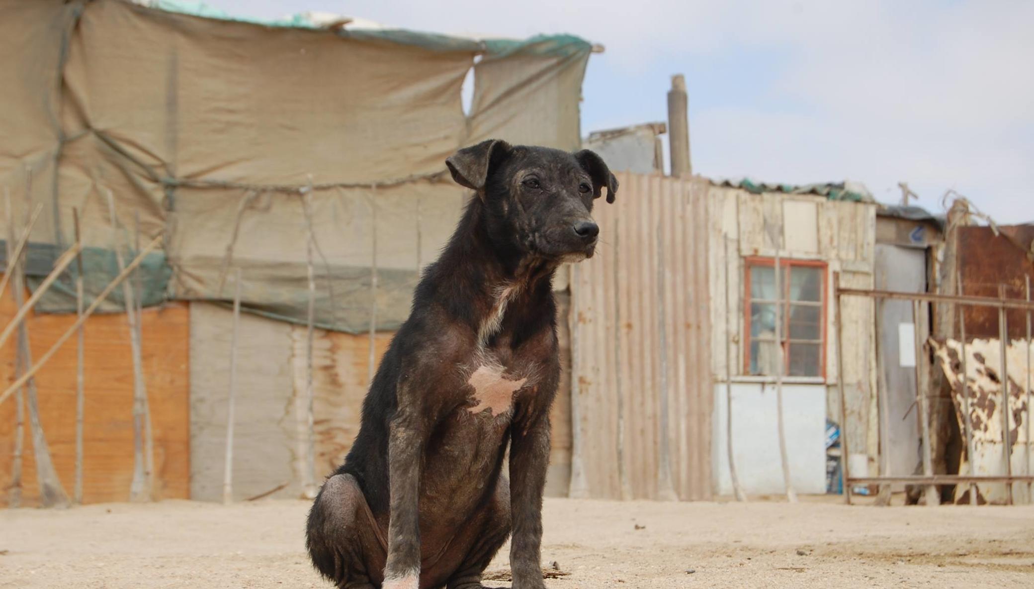 Support for Have A Heart-Mobile Spay/Neuter Clinic