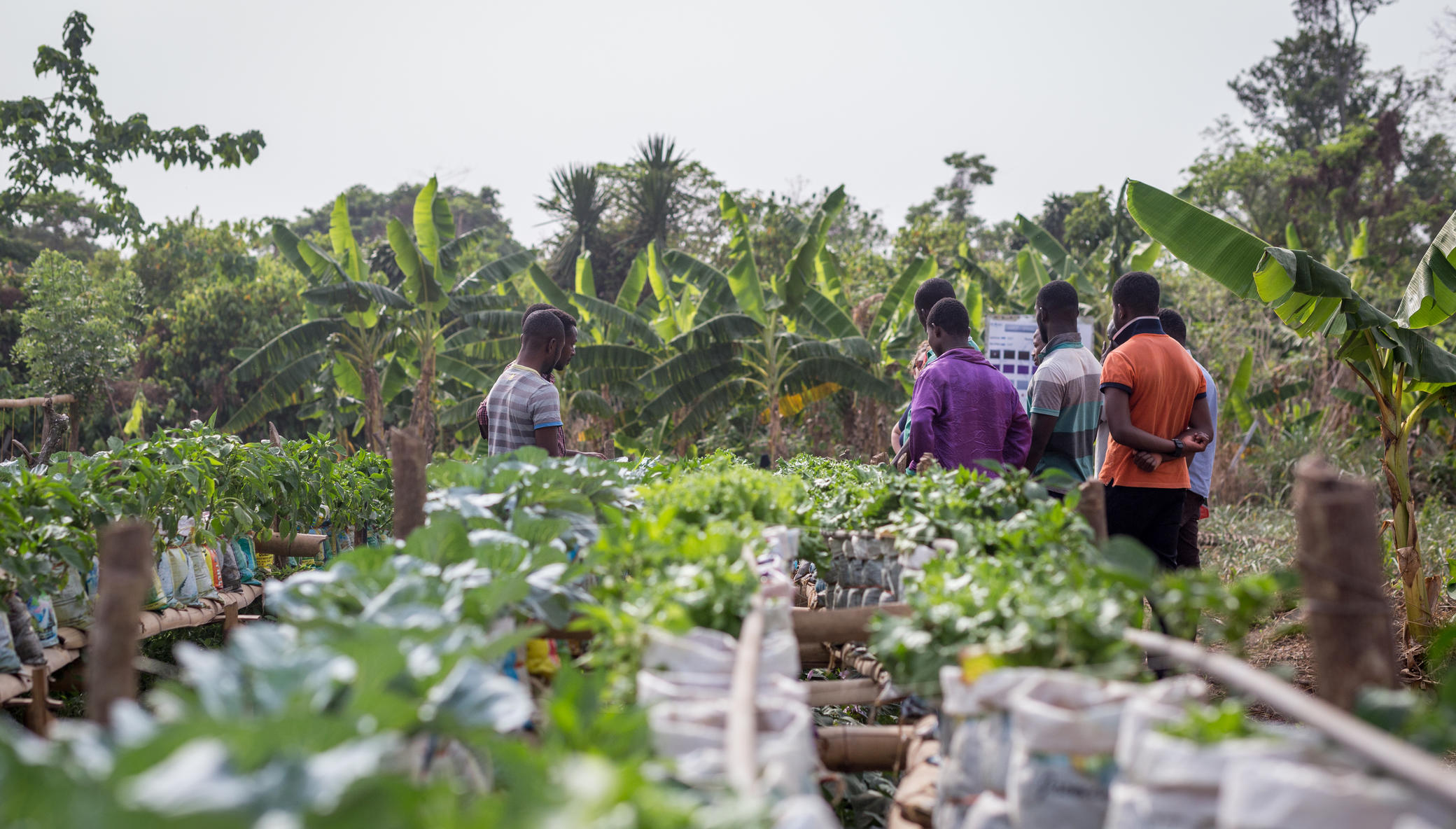 Take Best Practices to Farmers in Rural Ghana