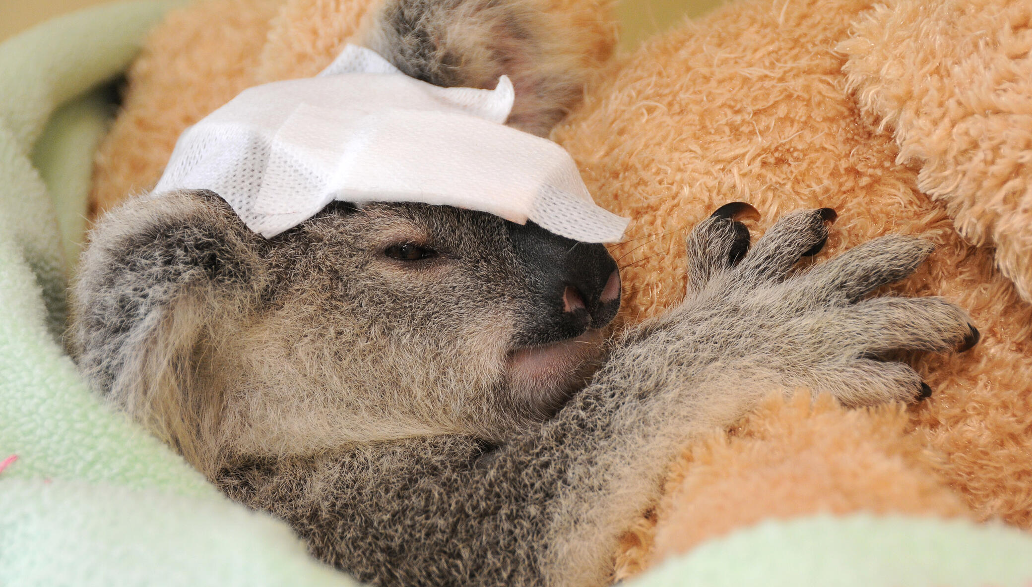 Treating patients @Australia Zoo Wildlife Hospital