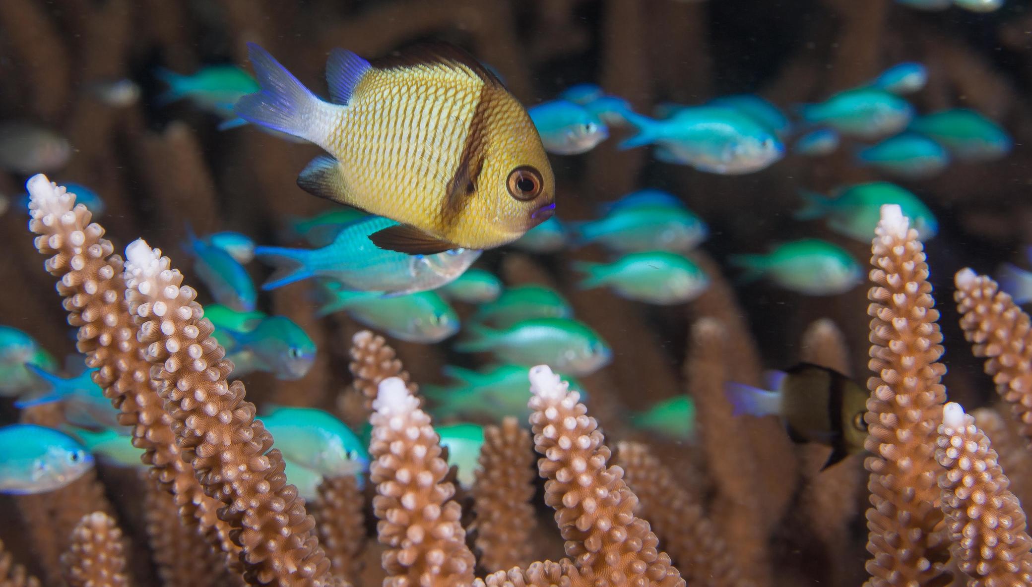 Saving the World's Coral Reefs