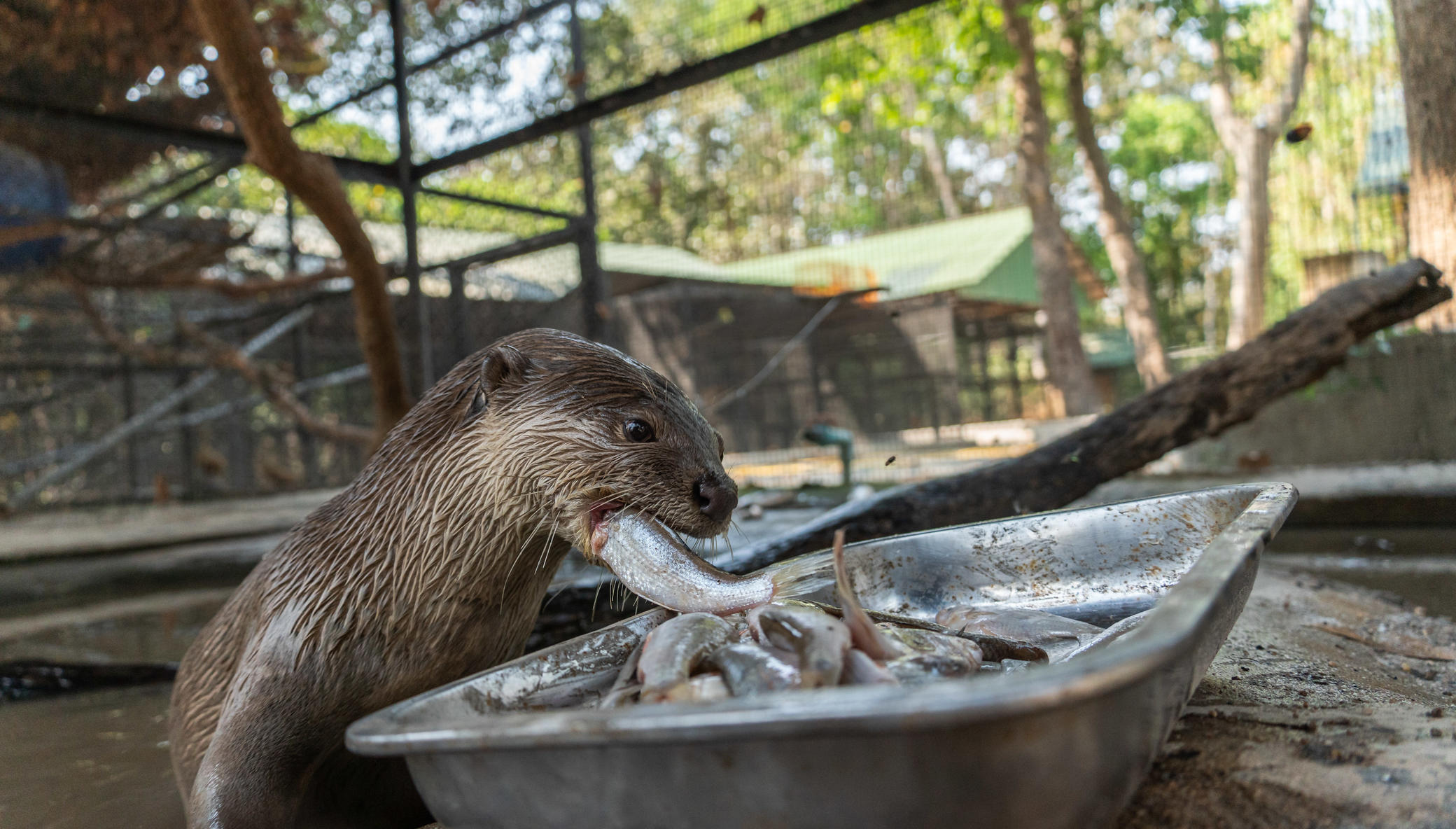 Urgent care costs for a rescued otter in Cambodia