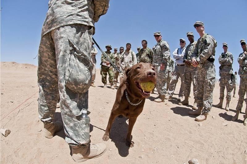 War Vets Heal With the Help of Shelter Dogs